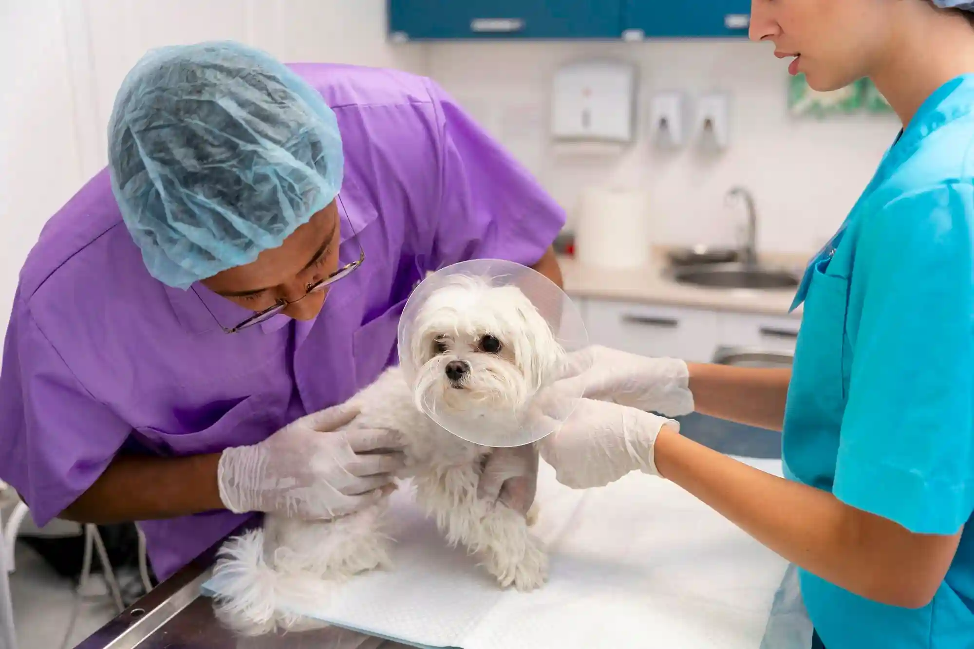 Pet Surgery